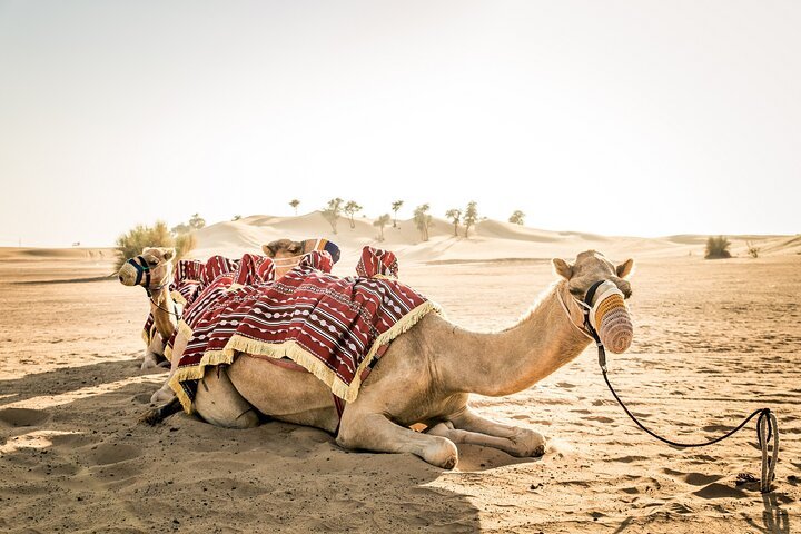 Living the Emirati Way: A Cultural Journey Through Traditions and Heritage