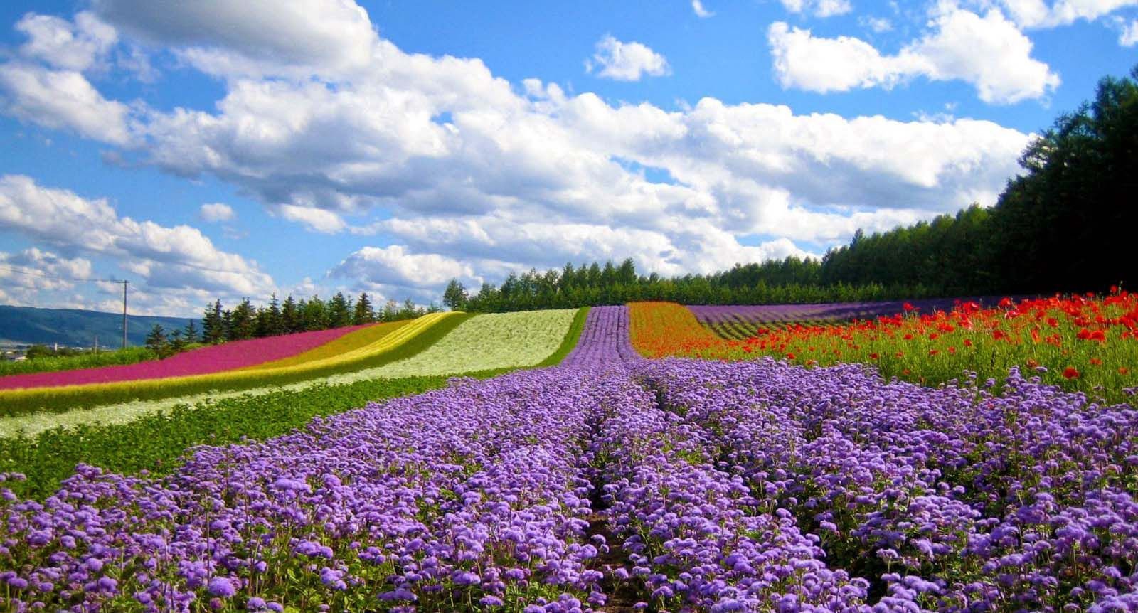 Image for Dalat: The City of Eternal Spring