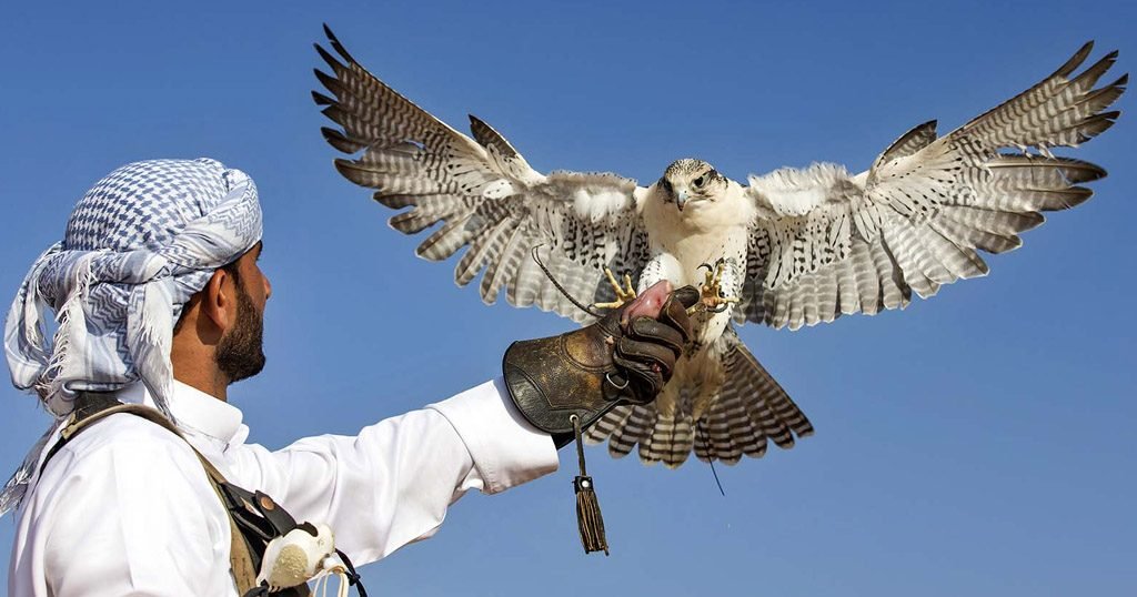 Image for Falconry: A Timeless Tradition